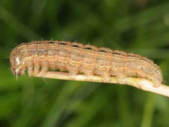  Chenille de Leucania comma L. - ©Wolfgang Wagner, www.pyrgus.de