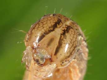  Chenille de Leucania comma L. - Wolfgang Wagner, www.pyrgus.de