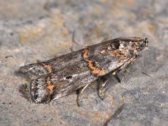 Pempelia compositella Tr. adulte - Philippe Mothiron