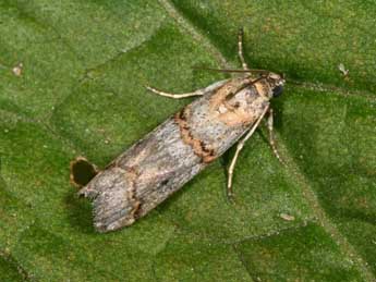 Pempelia compositella Tr. adulte - Philippe Mothiron