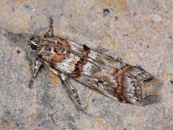 Pempelia compositella Tr. adulte - Philippe Mothiron