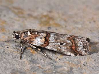 Pempelia compositella Tr. adulte - Philippe Mothiron