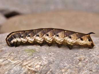  Chenille de Agrius convolvuli L. - ©Lionel Taurand