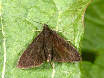 Pyrausta coracinalis Lrt adulte - Philippe Mothiron