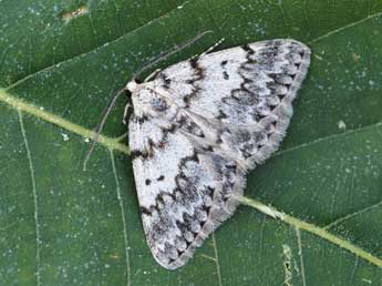 Pseudoterpna corsicaria Rbr adulte - ©Lionel Taurand