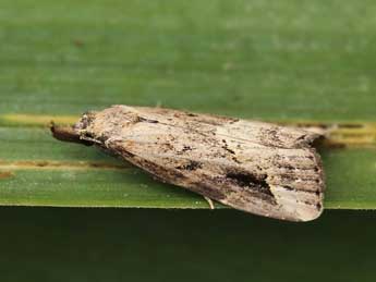 Schrankia costaestrigalis Stph. adulte - ©Lionel Taurand