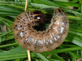  Chenille de Apamea crenata Hfn. - Wolfgang Wagner, www.pyrgus.de