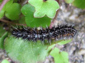  Chenille de Coscinia cribraria L. - Timothy Cowles