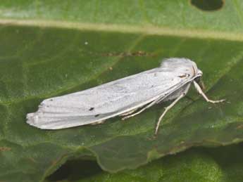 Coscinia cribraria L. adulte - ©Philippe Mothiron