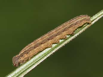  Chenille de Macrochilo cribrumalis Hb. - Gal Bastard