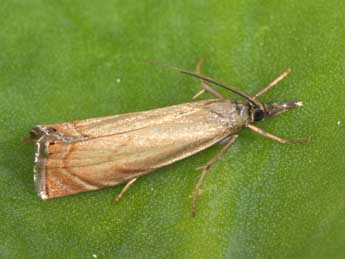 Chrysoteuchia culmella L. adulte - Philippe Mothiron