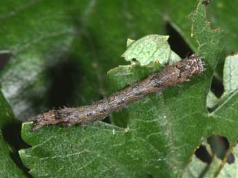  Chenille de Lamprosticta culta D. & S. - ©Philippe Mothiron