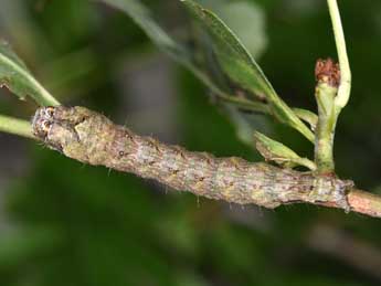  Chenille de Lamprosticta culta D. & S. - Philippe Mothiron