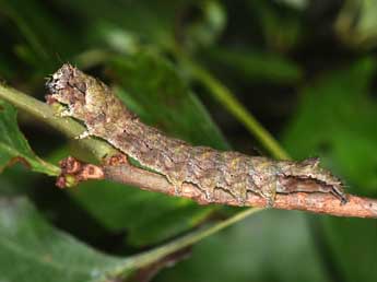  Chenille de Lamprosticta culta D. & S. - Philippe Mothiron