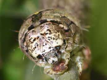  Chenille de Lamprosticta culta D. & S. - Philippe Mothiron