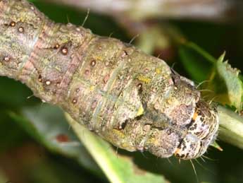  Chenille de Lamprosticta culta D. & S. - ©Philippe Mothiron