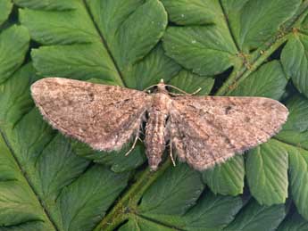 Eupithecia denotata Hb. adulte - ©Philippe Mothiron