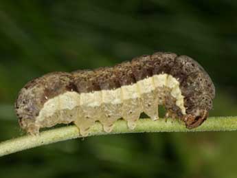  Chenille de Eugnorisma depuncta L. - ©Wolfgang Wagner, www.pyrgus.de