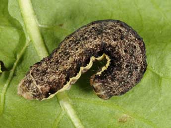  Chenille de Eugnorisma depuncta L. - ©Wolfgang Wagner, www.pyrgus.de