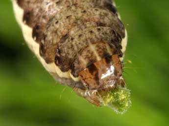  Chenille de Eugnorisma depuncta L. - ©Wolfgang Wagner, www.pyrgus.de