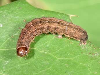  Chenille de Auchmis detersa Esp. - ©Philippe Mothiron