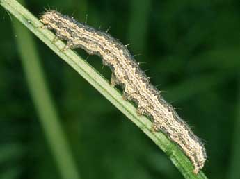  Chenille de Autophila dilucida Hb. - ©Helmut Deutsch