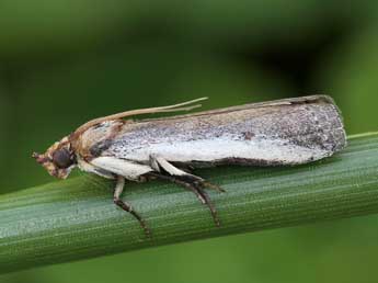 Denticera divisella Dup. adulte - ©Lionel Taurand