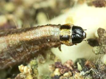  Chenille de Denticera divisella Dup. - ©Lionel Taurand