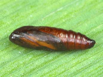  Chrysalide de Denticera divisella Dup. - ©Lionel Taurand