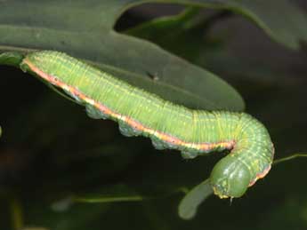  Chenille de Drymonia dodonaea D. & S. - Philippe Mothiron