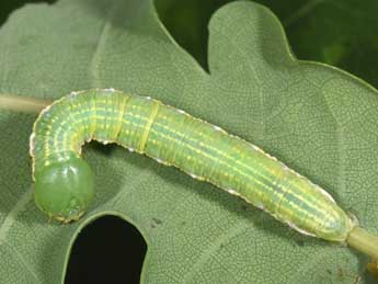  Chenille de Drymonia dodonaea D. & S. - Philippe Mothiron