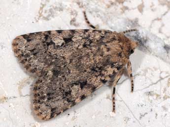 Amphipyra effusa Bsdv. adulte - Philippe Mothiron