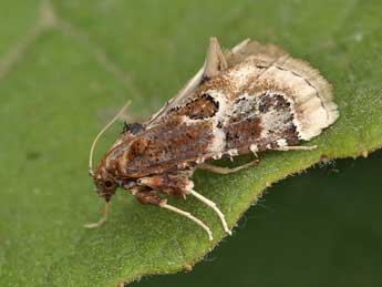 Loryma egregialis H.-S. adulte - Lionel Taurand