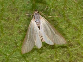 Acentria ephemerella D. & S. adulte - Philippe Mothiron