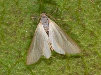 Acentria ephemerella D. & S. adulte - ©Philippe Mothiron