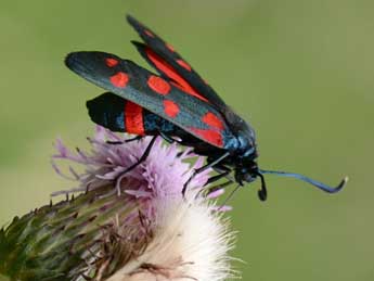 Zygaena ephialtes L. adulte - ©Andr Lantz