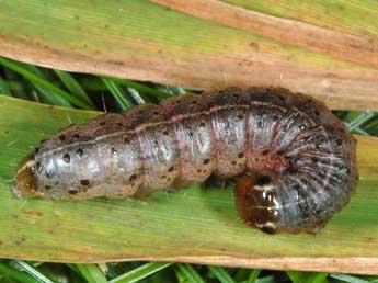  Chenille de Apamea epomidion Hw. - Wolfgang Wagner, www.pyrgus.de