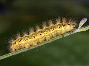  Chenille de Acronicta euphorbiae D. & S. - ©Philippe Mothiron