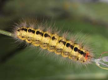  Chenille de Acronicta euphorbiae D. & S. - Philippe Mothiron