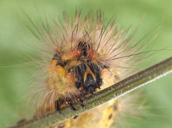  Chenille de Acronicta euphorbiae D. & S. - ©Philippe Mothiron