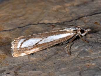 Catoptria europaeica Bles. adulte - Philippe Mothiron