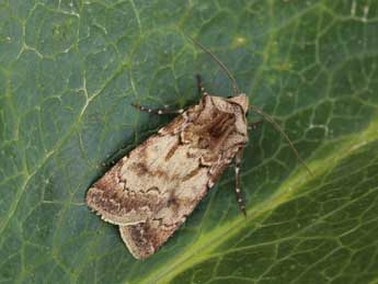 Agrotis exclamationis L. adulte - Lionel Taurand