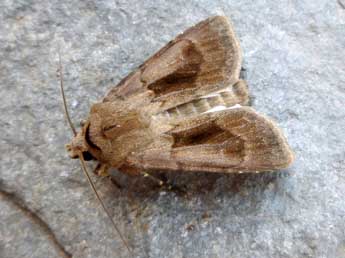 Agrotis exclamationis L. adulte - ©Nicole Lepertel