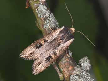 Xylena exsoleta L. adulte - ©Philippe Mothiron