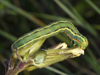  Chenille de Xylena exsoleta L. - ©Philippe Mothiron