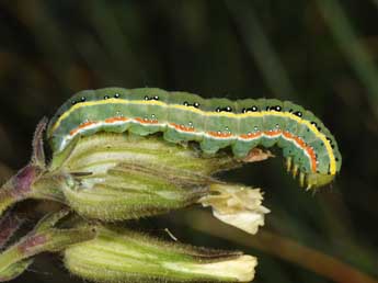  Chenille de Xylena exsoleta L. - ©Philippe Mothiron