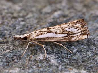 Catoptria falsella D. & S. adulte - Lionel Taurand