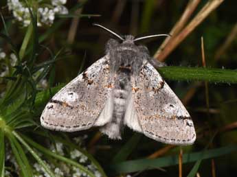 Gynaephora fascelina L. adulte - Philippe Mothiron