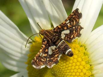 Thyris fenestrella Scop. adulte - ©Jean-Pierre Lamoline