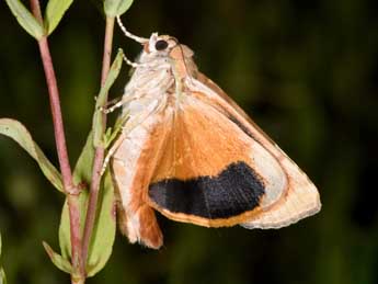 Noctua fimbriata Schreber adulte - ©Philippe Mothiron